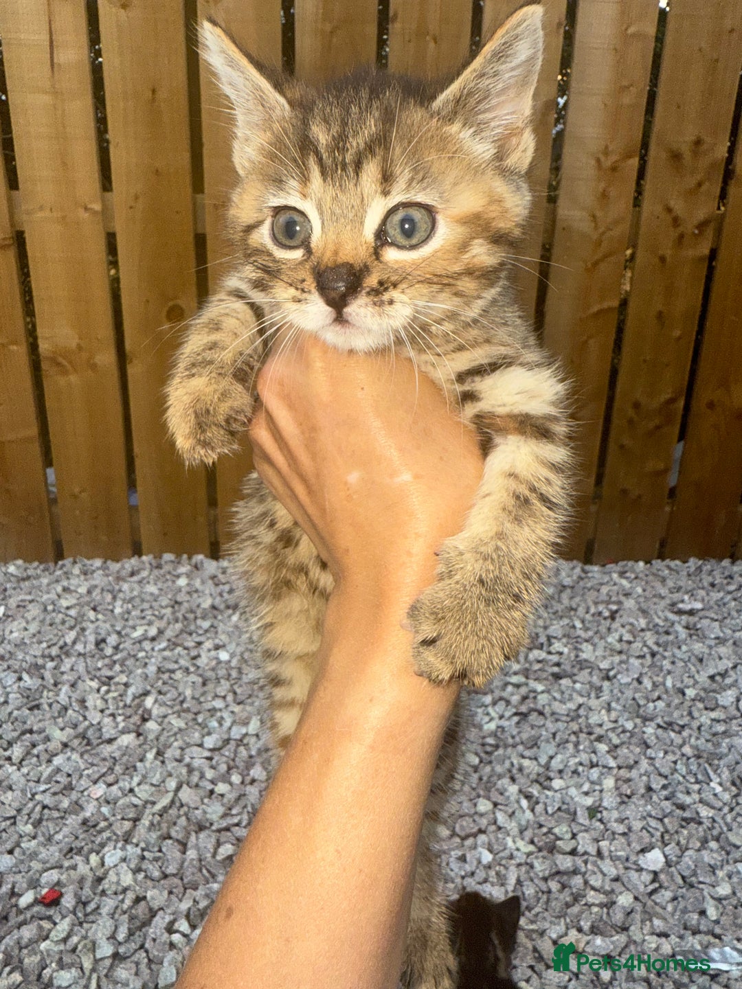 Mixed Breed cats for sale: 1 male 2 females  - Image 6