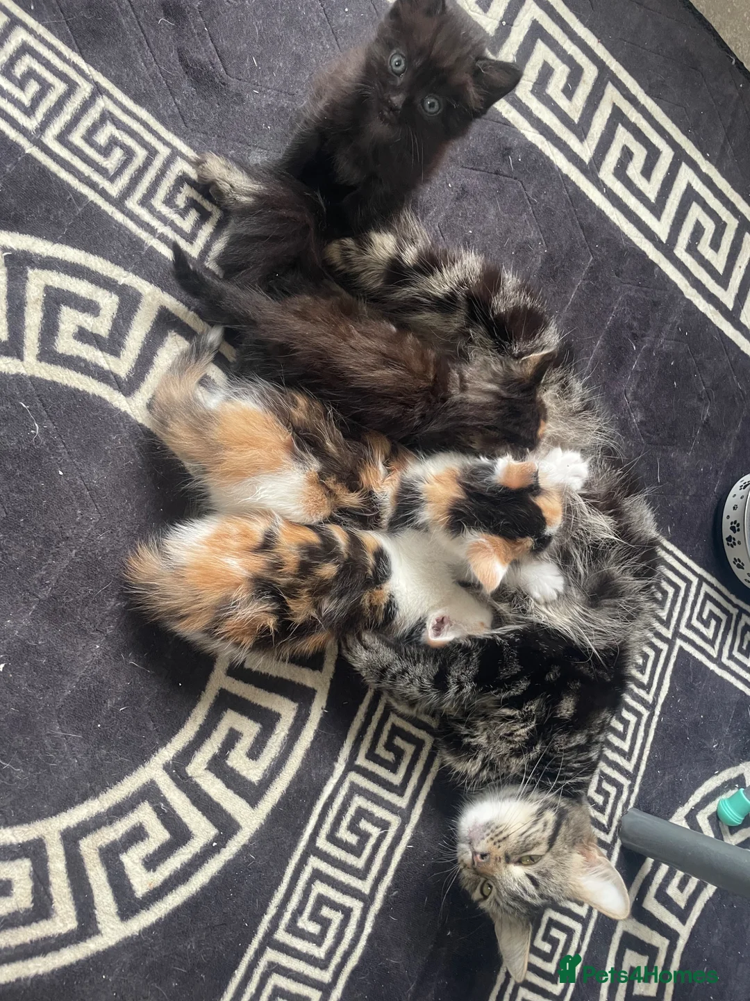 Mixed Breed cats for sale: Male kitten ready to leave  - Advert 2