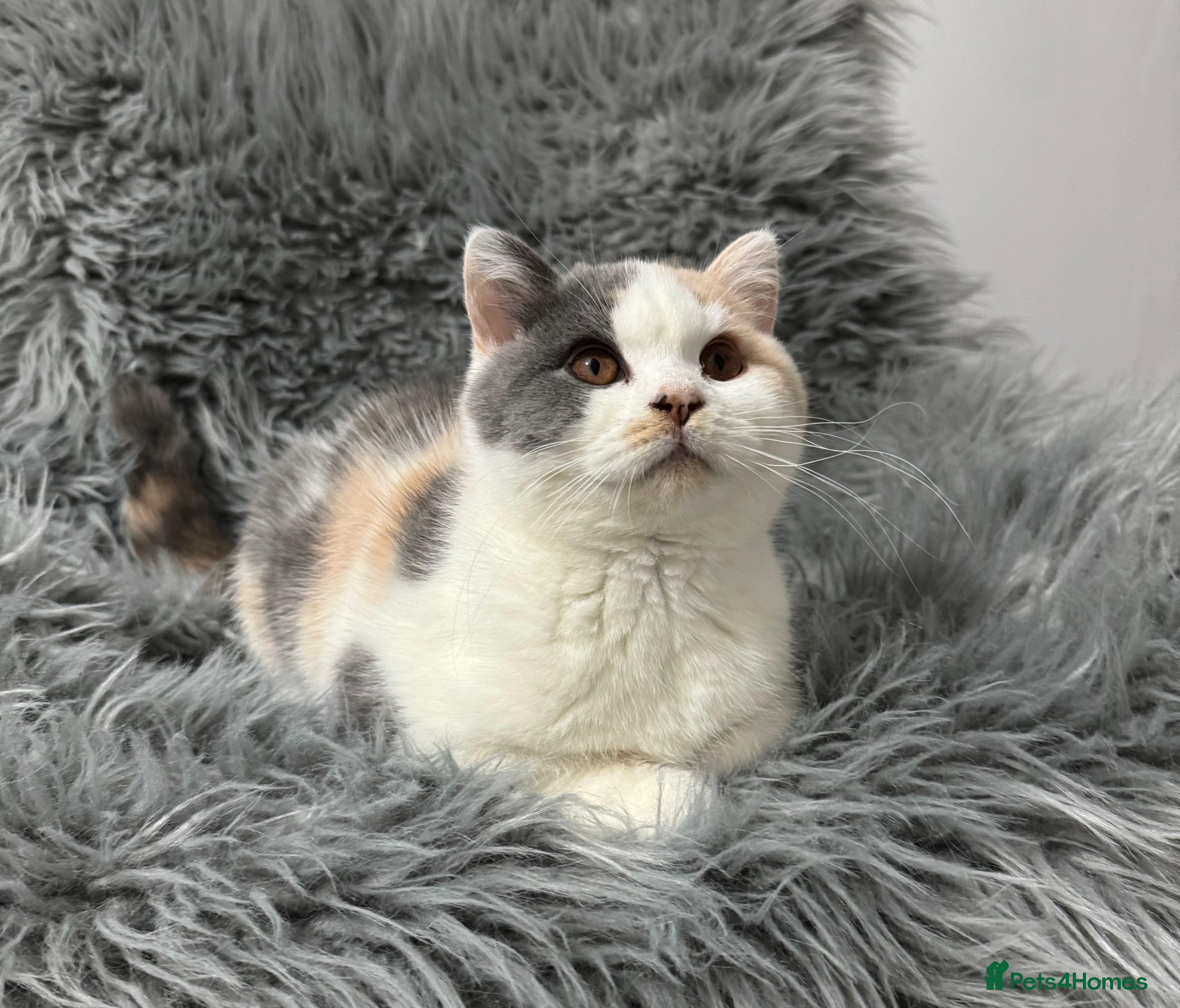 British Shorthair cats Dulce - GCCF registered BSH female kitten.  - Advert 3