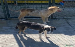 Mixed Breed dogs for adoption: Kaia, 1.5 yrs approx. Available for adoption. - Advert 10