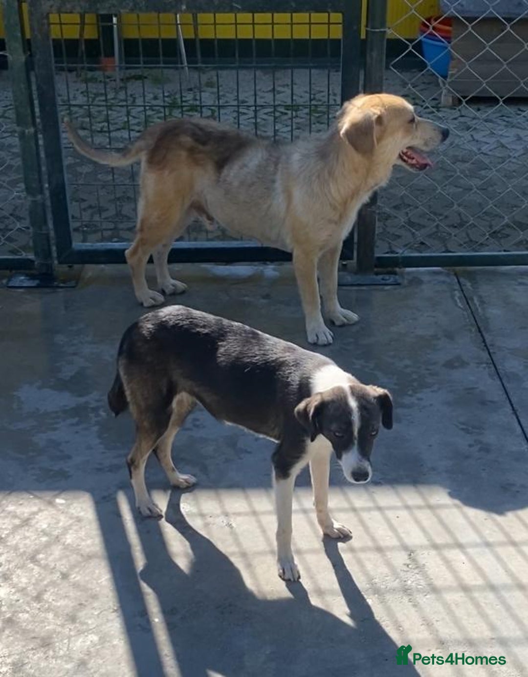 Mixed Breed dogs for adoption: Kaia, 1.5 yrs approx. Available for adoption. - Advert 10