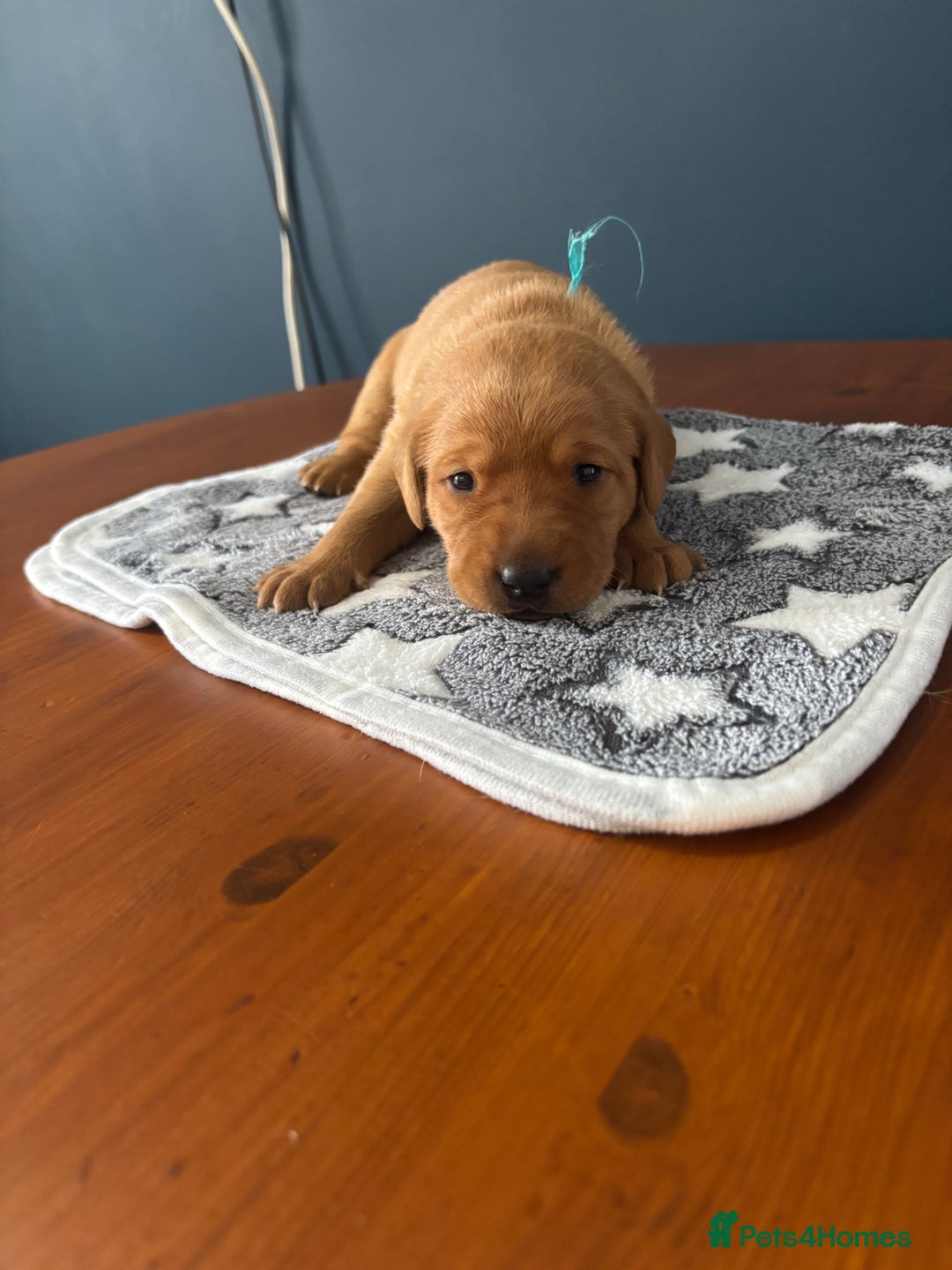 Labrador Retriever dogs for sale: 9 Red Fox Labradors - 3 male 6 female.  - Image 9