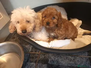 Cavapoo dogs cavapoo pup - Advert 3