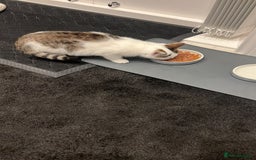 Siberian cats for sale: Siberian kitty looking for loving new home - Image 3