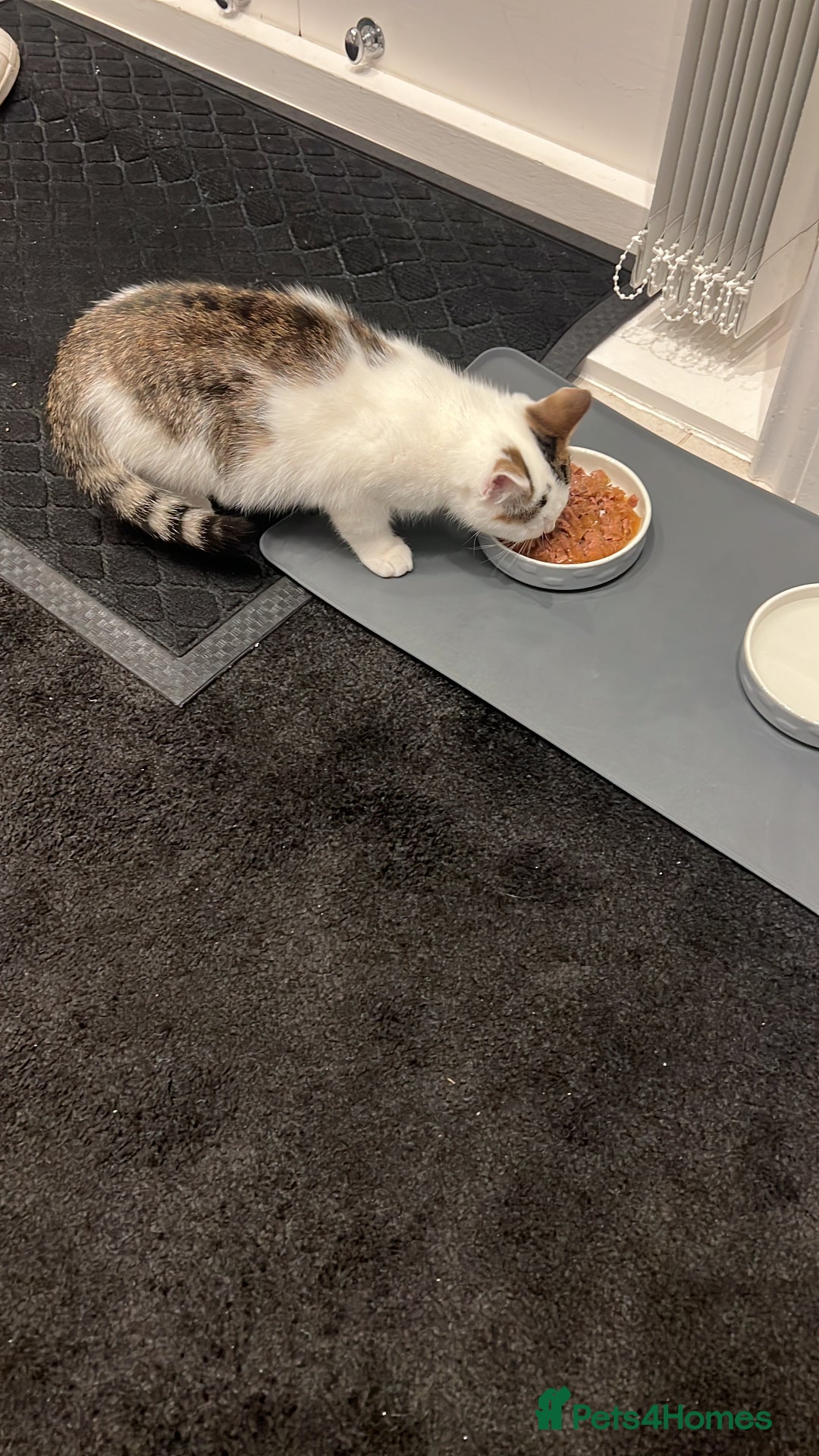 Siberian cats for sale: Siberian kitty looking for loving new home - Image 3