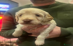 Cockapoo dogs for sale: F1B Cockapoo Puppies - Image 19