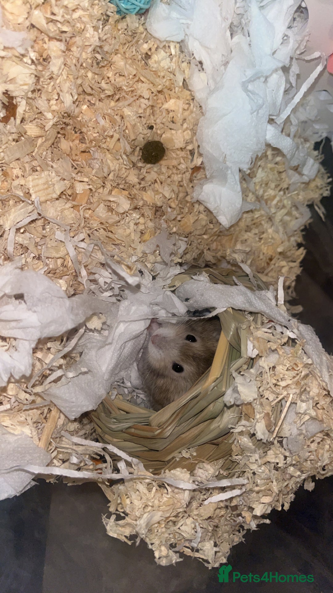 Hamster rodents for sale: Whiskey 🐹 13 month old Female Dwarf hamster  - Advert 3