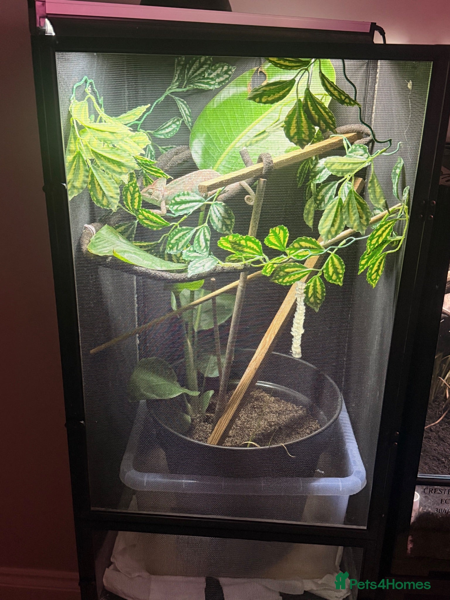 Chameleon reptiles Yemen Chameleons  - Advert 1