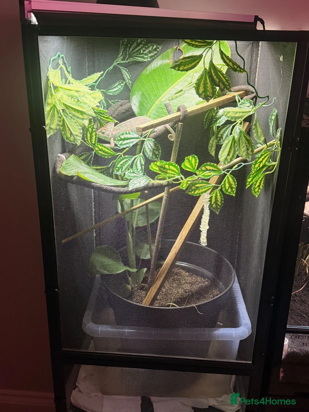 Chameleon reptiles for sale: Yemen Chameleons  - Advert 1