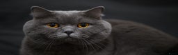 British Shorthair cats for stud: Active Reg.GCCF Quality Boy For STUD ONLY.CCTV24/7 in Manchester - Advert 1