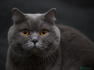 British Shorthair cats in Manchester - Advert 6