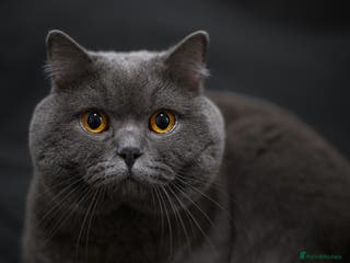British Shorthair cats Active Reg.GCCF Quality Boy For STUD ONLY.CCTV24/7 in Manchester - Advert 2