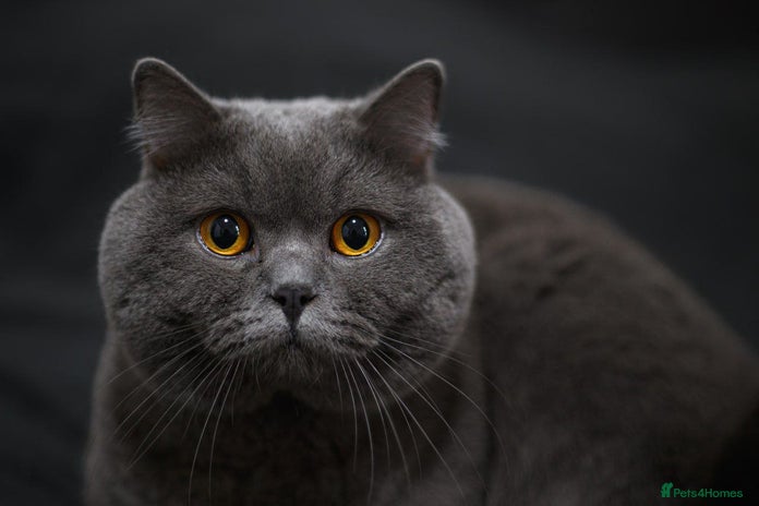 British Shorthair cats in Manchester - Advert 13