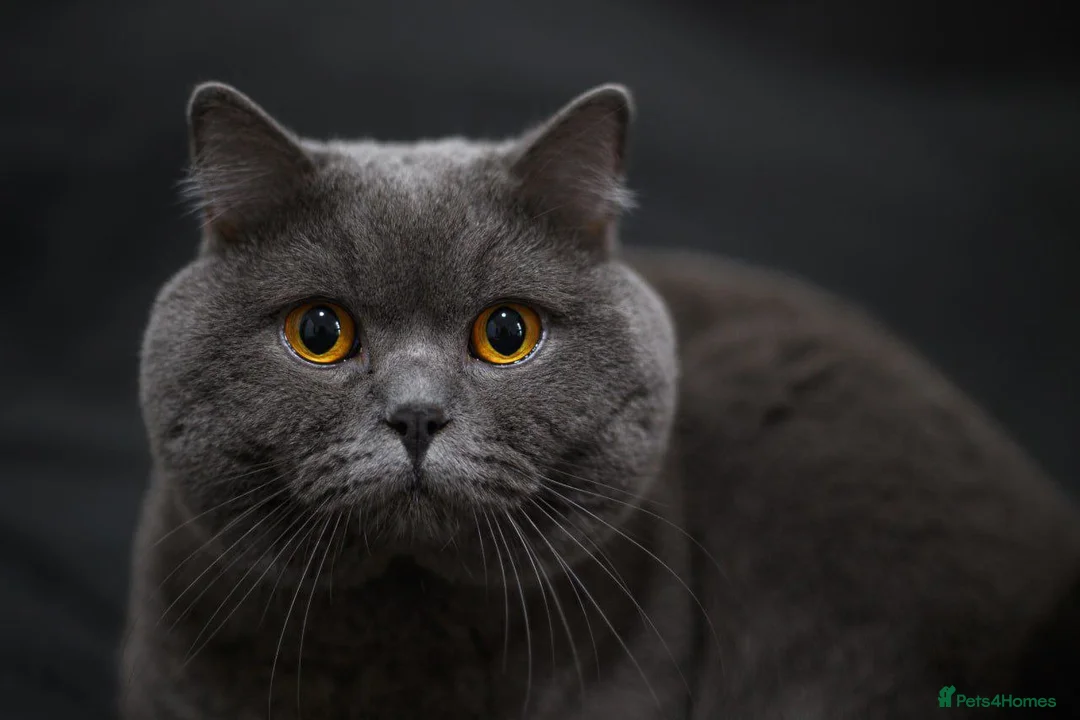 British Shorthair cats for stud: Active Reg.GCCF Quality Boy For STUD ONLY.CCTV24/7 in Manchester - Advert 1
