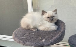 Ragdoll cats for sale: Meet theses beautiful Rag doll kittens today. - Advert 5
