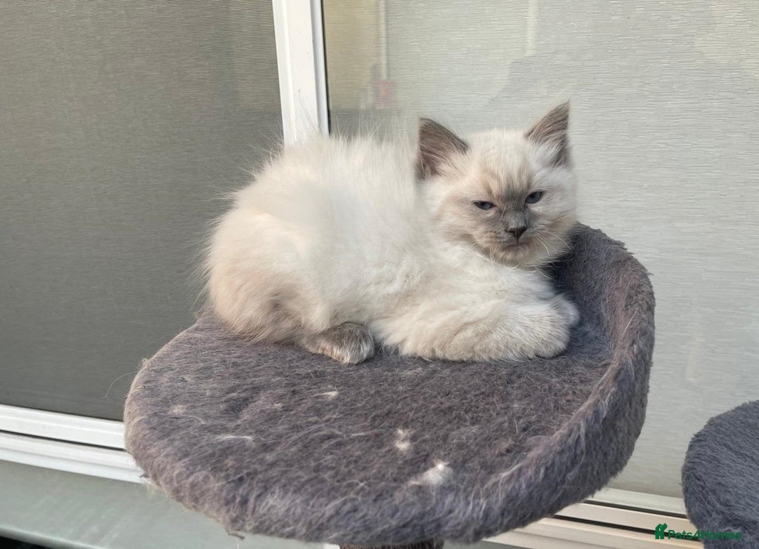Ragdoll cats for sale: Meet theses beautiful Rag doll kittens today. - Advert 5