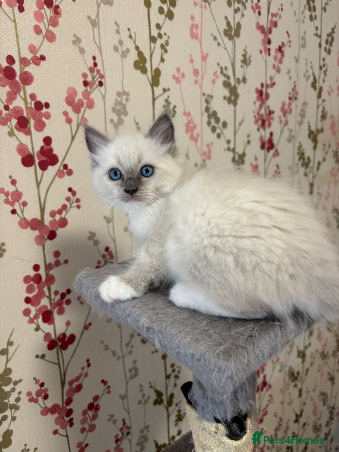 Ragdoll cats for sale: RAGDOLL BLUEPOINT/BICOLOR FOR SALE!!! - Image 9