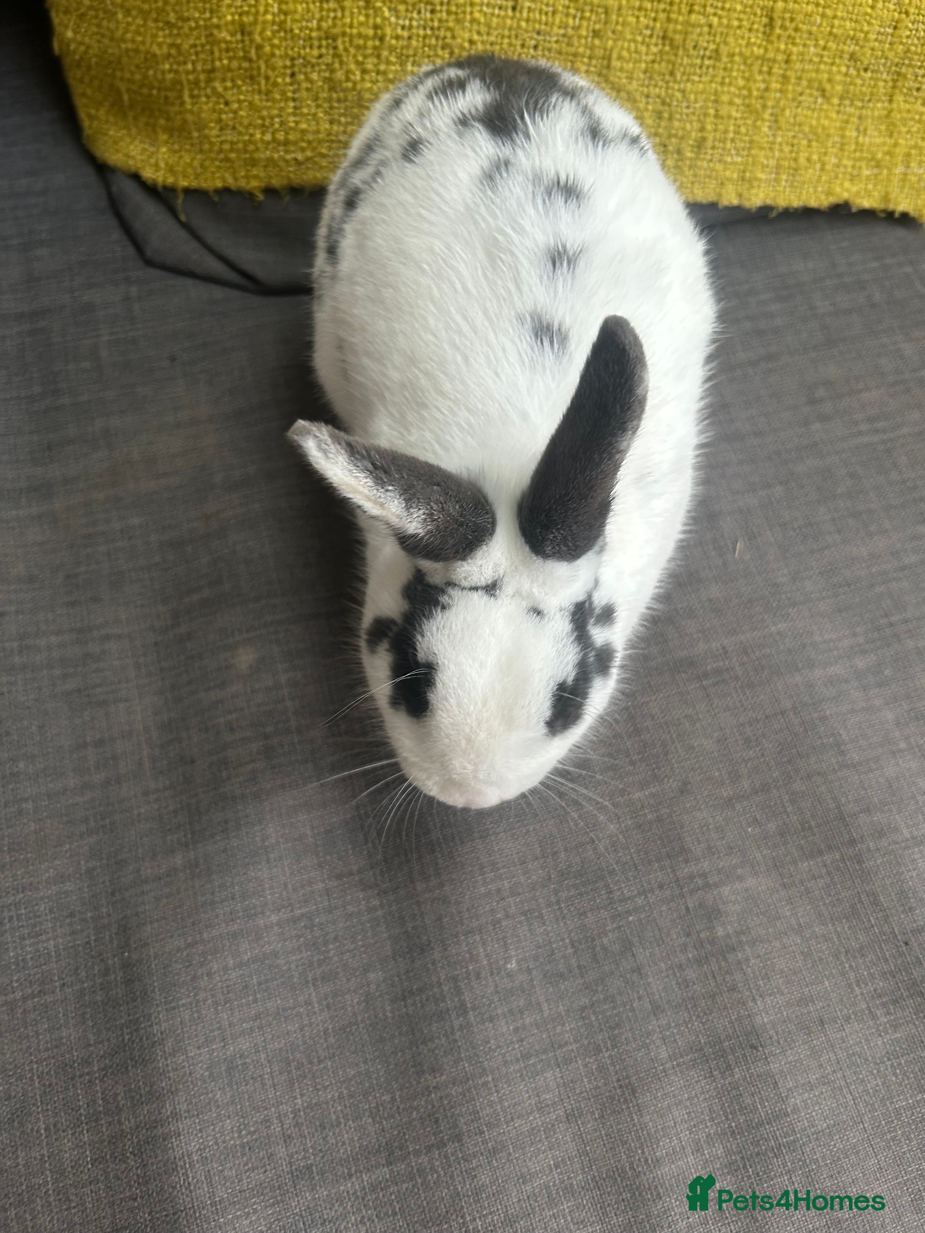 English Spot rabbits Beautiful male English spot - Advert 1