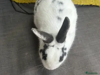 English Spot rabbits Beautiful male English spot - Advert 1