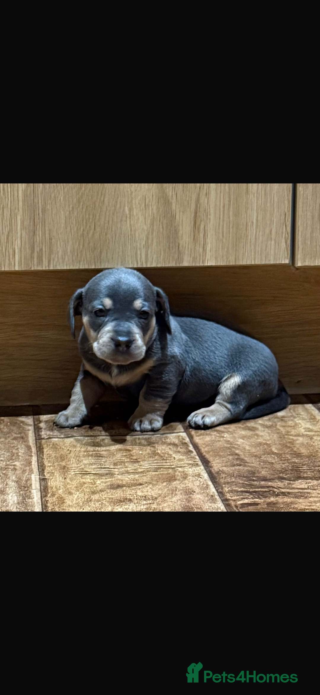 Mixed Breed dogs for sale: 🐾 Beautiful French Bull Weiners 🐾  - Advert 23