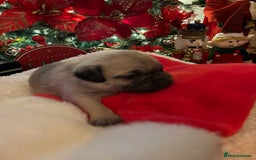 Pug dogs for sale: Pug puppies - Advert 7