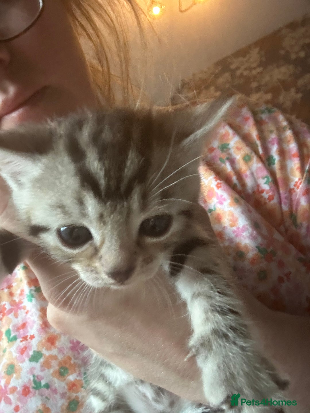 Bengal cats for sale: Pedigree bengal kittens  - Image 2