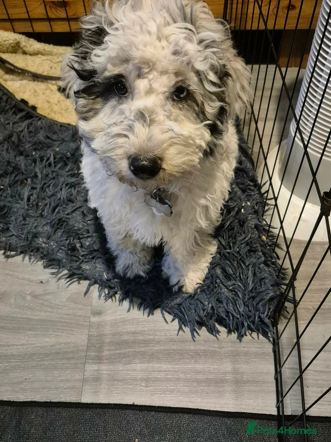Cockapoo dogs for sale: Last male cockapoo - Advert 2