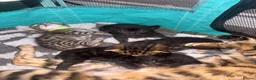 Bengal cats for sale: Beautiful Melanistic bengal boy   - Advert 3