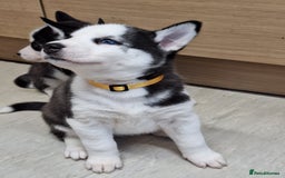 Siberian Husky dogs for sale: Siberian Husky X Pups - Image 9