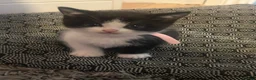 British Shorthair cats for sale:     4 Beautiful British Shorthair Cross Kittens - Advert 21