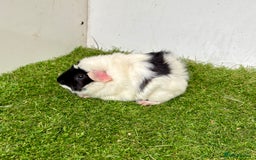 Guinea Pig rodents for sale: Super calm, friendly Guinea pig females  - Image 26