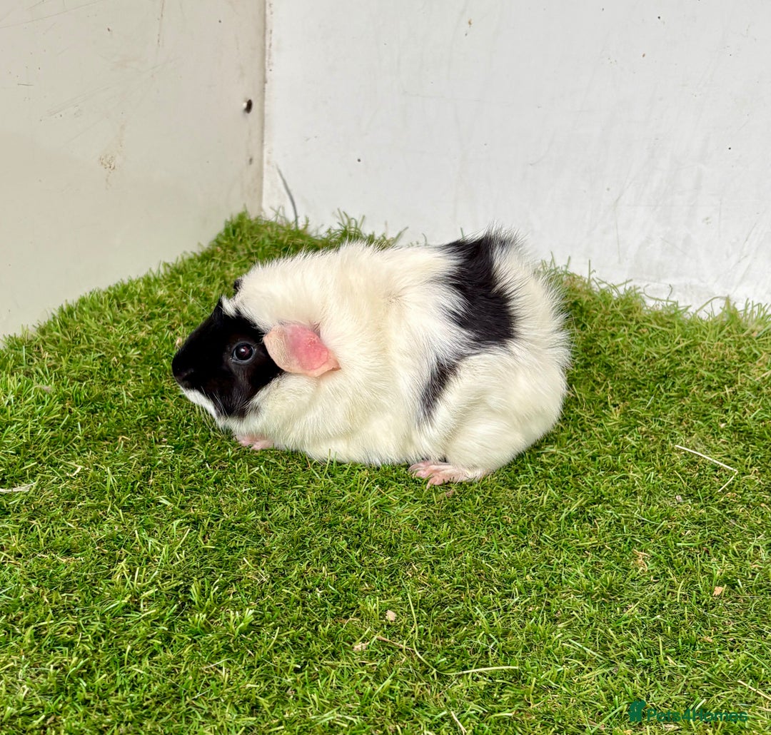 Guinea Pig rodents for sale: Super calm, friendly Guinea pig females  - Image 26