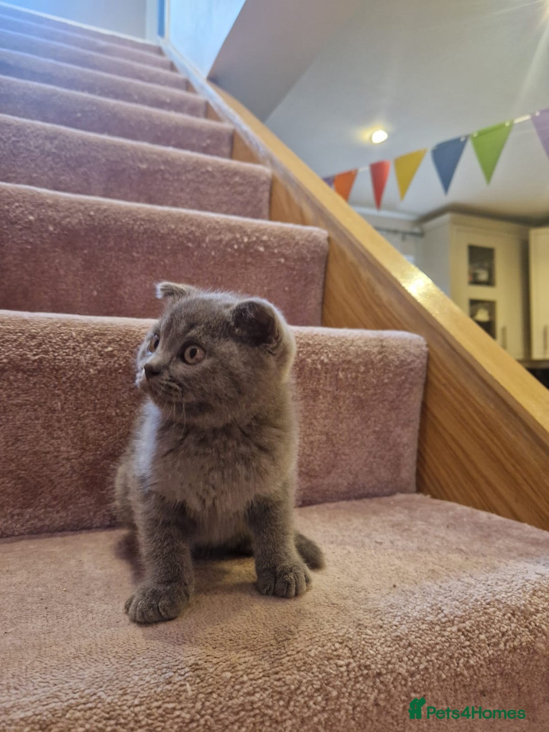 Scottish Fold cats for sale: 1 BSH Boy AVAILABLE. in Sheffield - Image 27