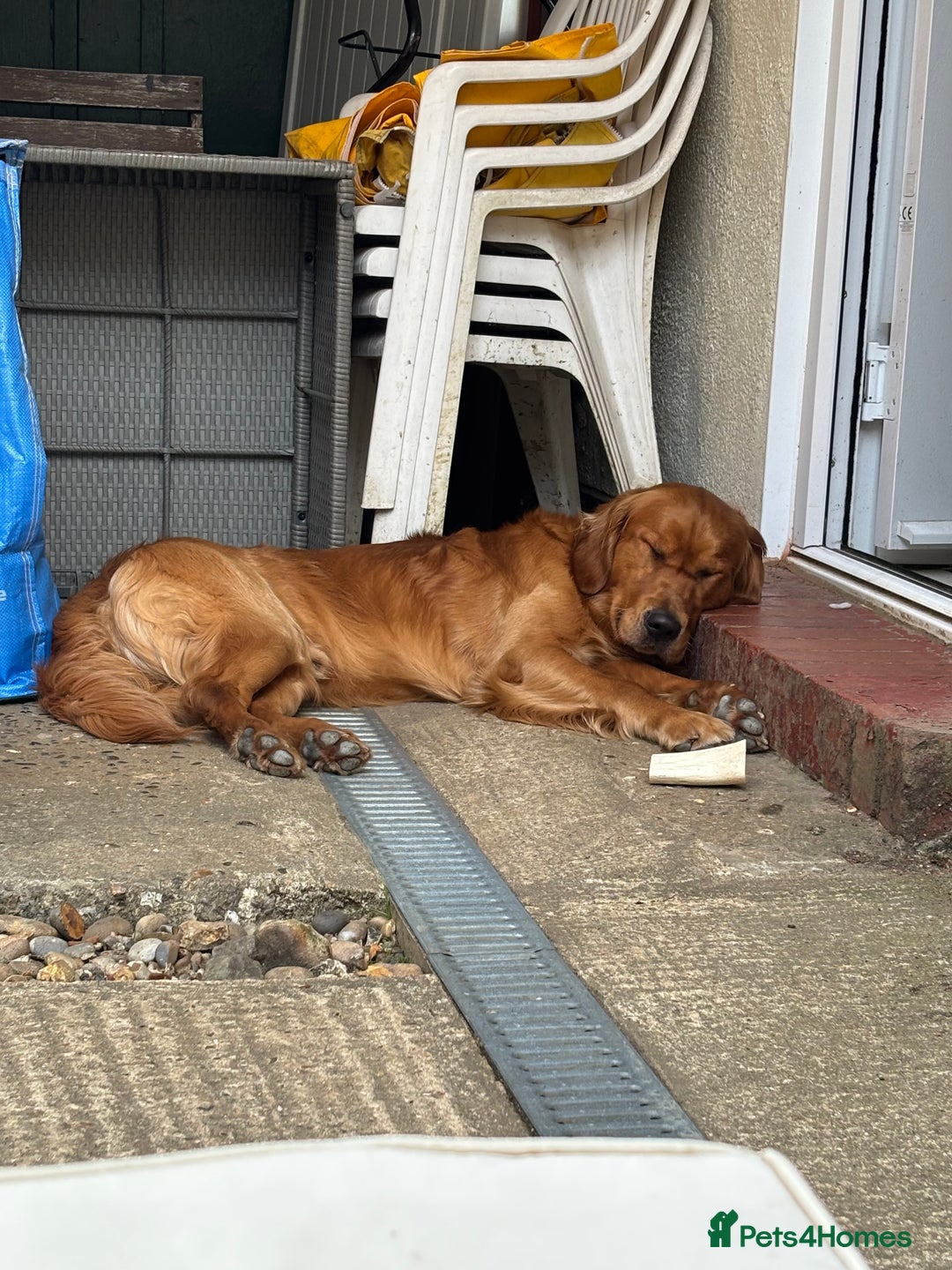 Golden Retriever dogs for stud: Handsome Golden Retriever for Stud - Advert 3