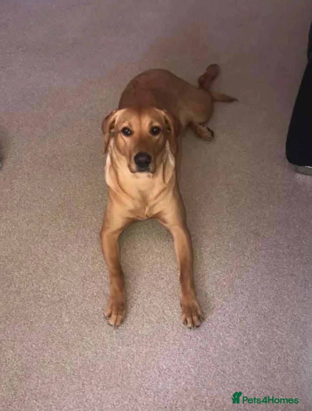 Labrador Retriever dogs for sale: KC Reg fox red bitch in Ashford - Advert 4