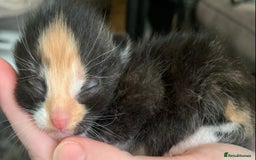 Mixed Breed cats for sale: Lovely fluffy playful kittens  - Advert 1