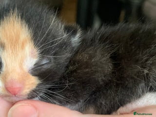 Mixed Breed cats Lovely fluffy playful kittens - Advert 3