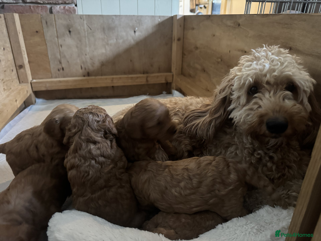 Cockapoo dogs for sale: F1B Red Cockapoo Pups - Image 12