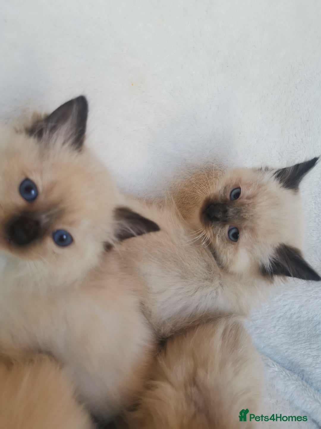 Ragdoll cats for sale: Health tested beautiful ragdoll kittens  - Image 12