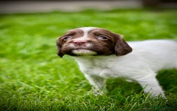 English Springer Spaniel dogs for sale: KC registered, English Springer Spaniel puppies  - Image 5
