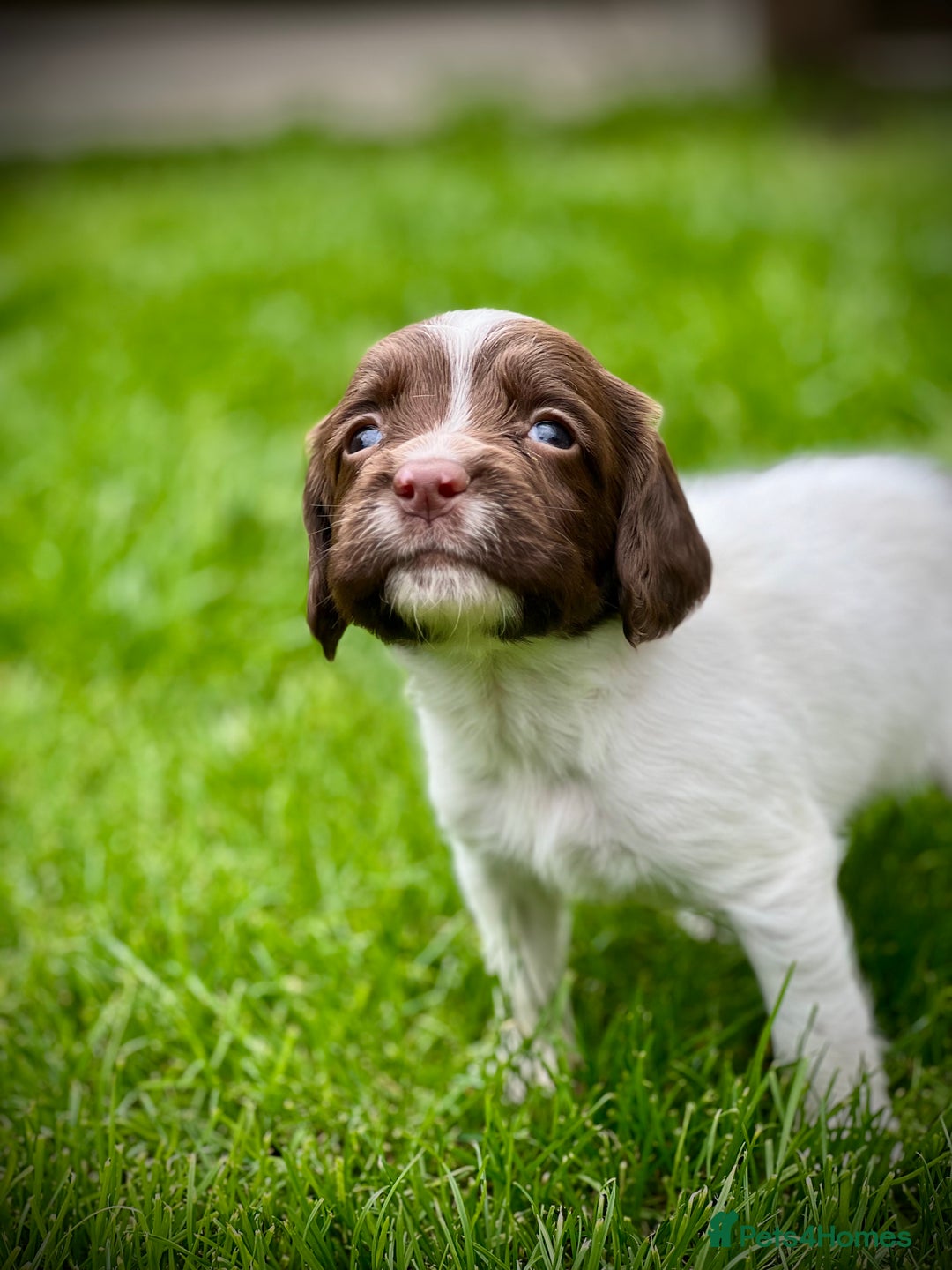 English Springer Spaniel dogs for sale: KC registered, English Springer Spaniel puppies  - Image 5