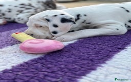 Dalmatian dogs for sale: Tamilanda Dalmatian's - Image 7