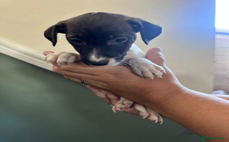 Jack Russell dogs - Advert 1