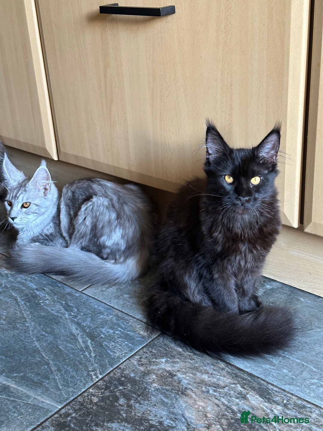 Maine Coon cats for sale:  Tica active registered Beauitful big kittens  in Wednesbury - Image 2
