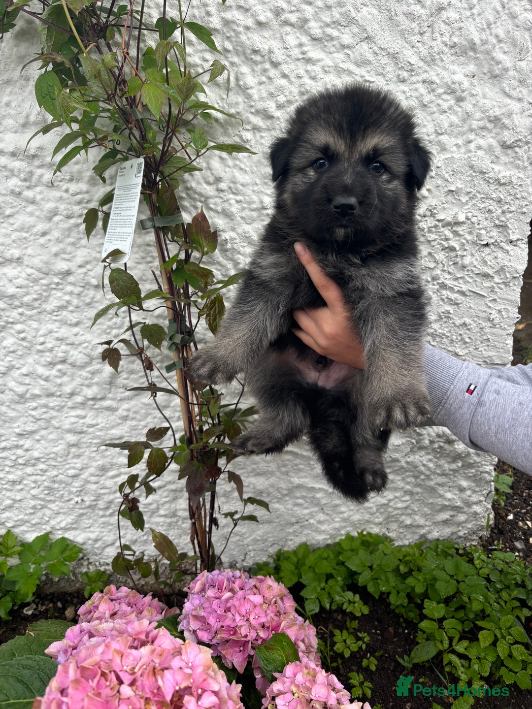 German Shepherd dogs for sale: *Top Quality, Big Chunky Pups* - Image 6