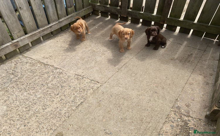 Cocker Spaniel dogs - Advert 15