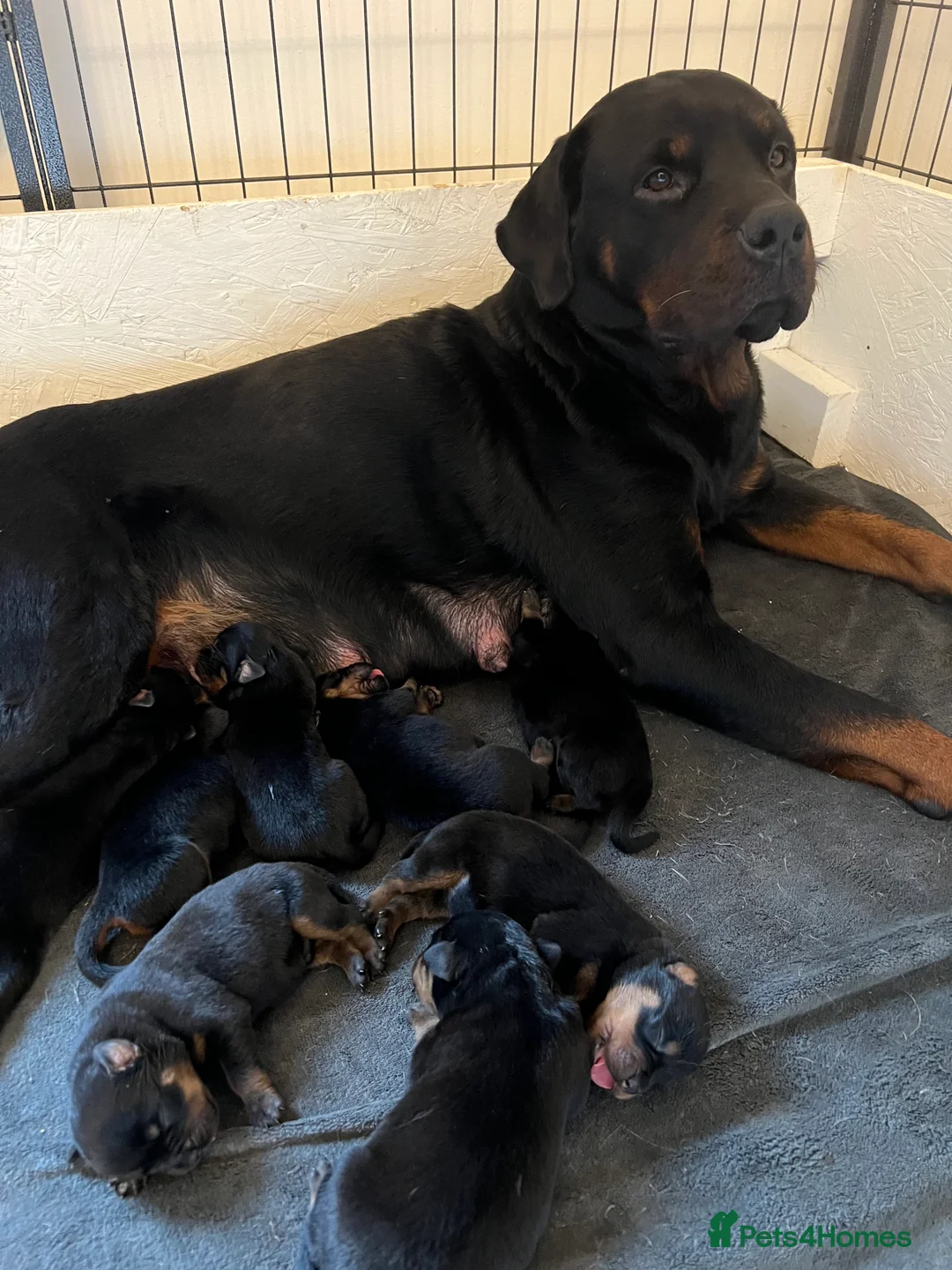 Rottweiler dogs for sale: Rottweiler pups ready to reserve.  - Advert 2