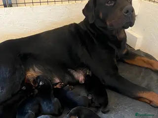 Rottweiler dogs ETTA'S BEAUTIFUL LITTER AVAILABLE TO RESERVE - Advert 11