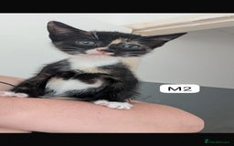 Mixed Breed cats for sale: Mixed breed kittens - Image 3