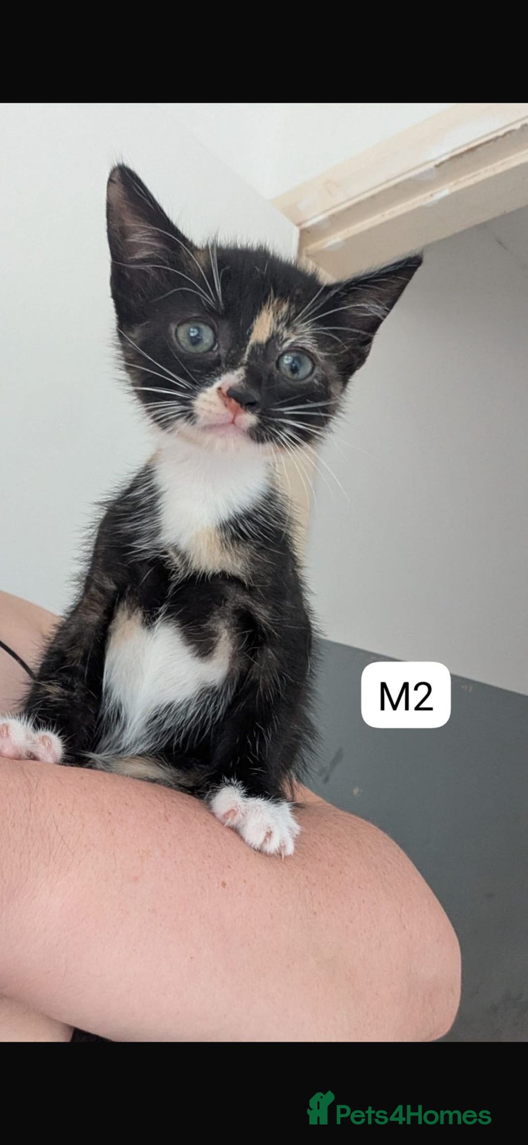 Mixed Breed cats for sale: Mixed breed kittens - Image 3